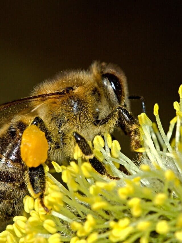 Affiche de l'évènement Abris pollinisateurs